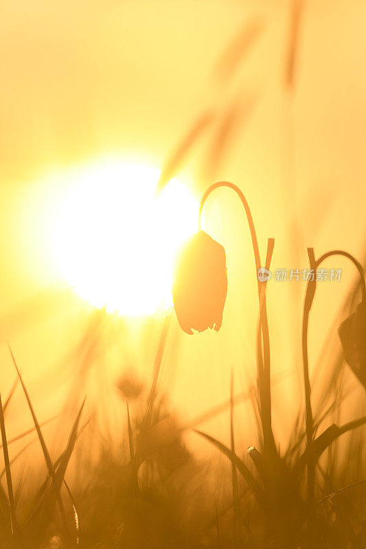 蛇头贝母(Fritillaria meleagris)在一个美丽的春天夕阳草场上